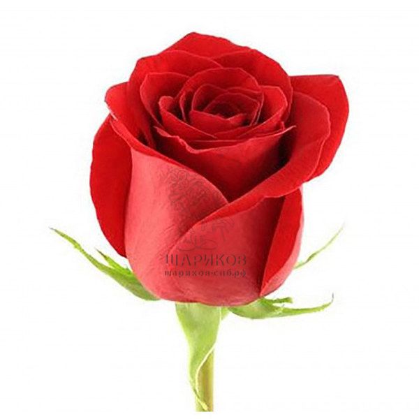 Роза красного цвета 1 шт