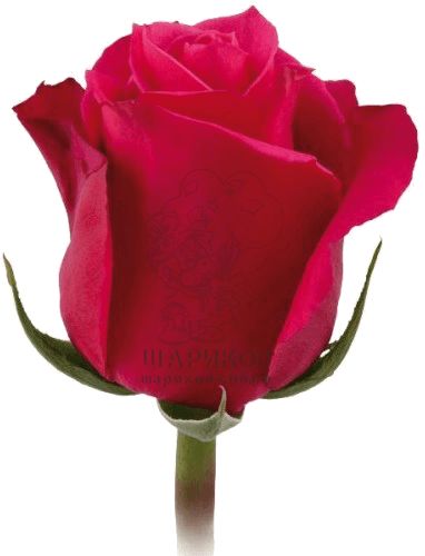 Роза цвета фуксия 1 шт